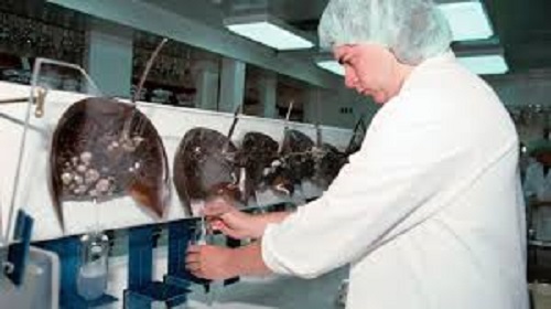 How Much Is Horseshoe Crab Blood Worth