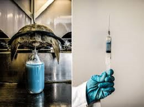 Why is Horseshoe Crab Blood Valuable to Humans